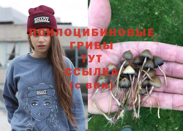 apvp Бородино