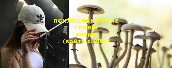 apvp Бородино